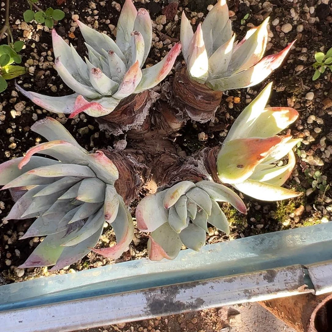 6480白衣圣徒仙女杯