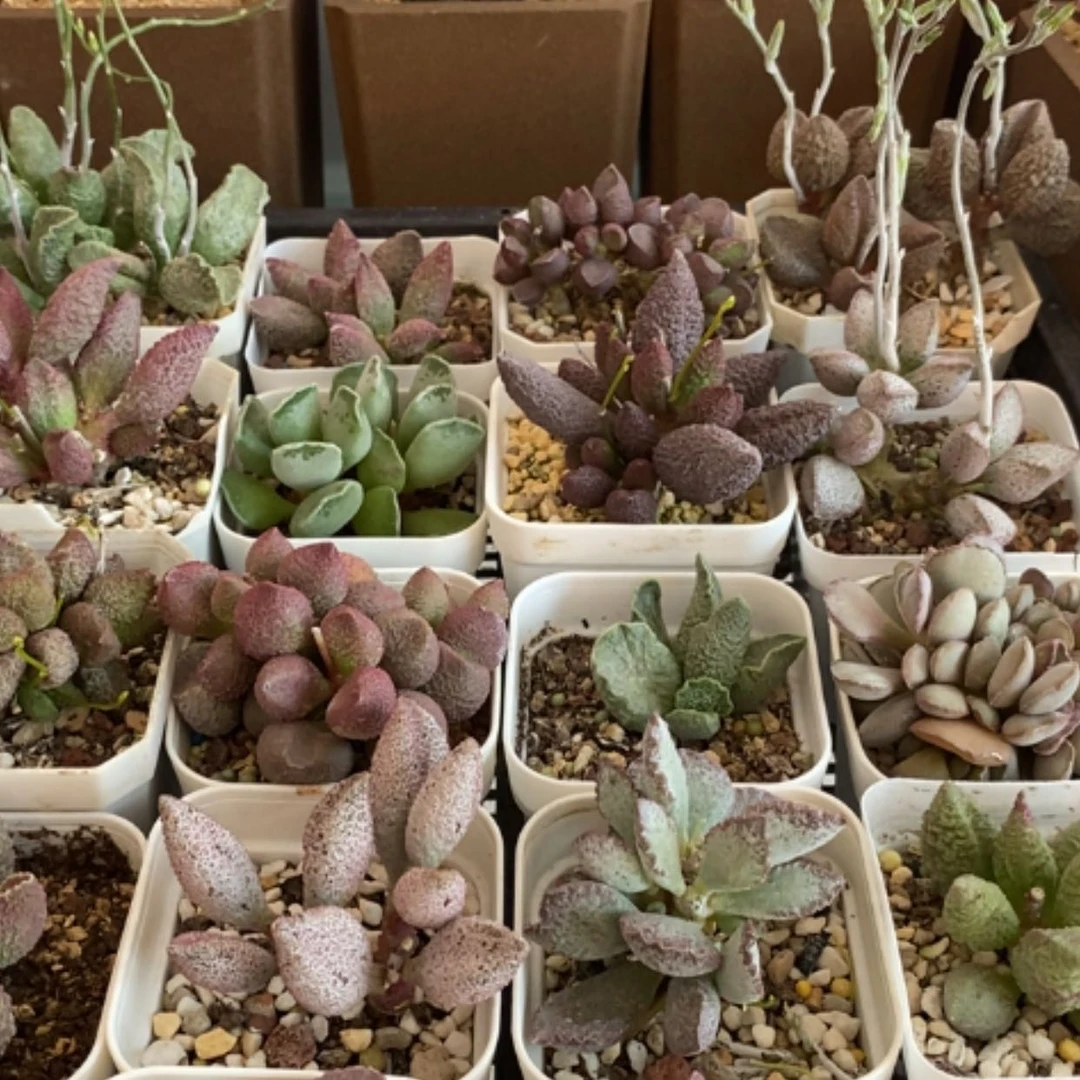 【闪购商品】无花朵土*存4