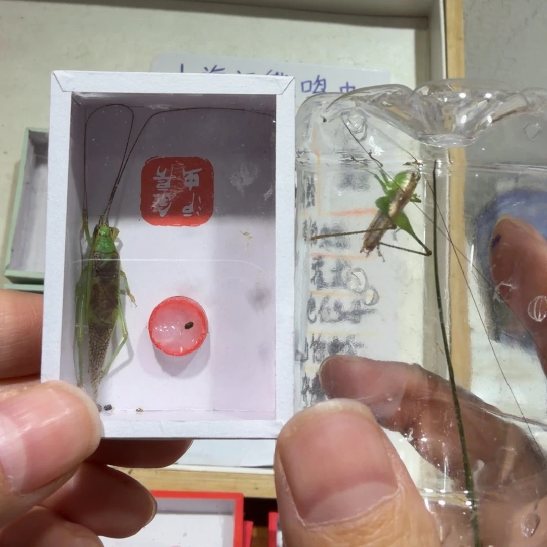 阿***的蟋蟀霍氏一条 糖果一条