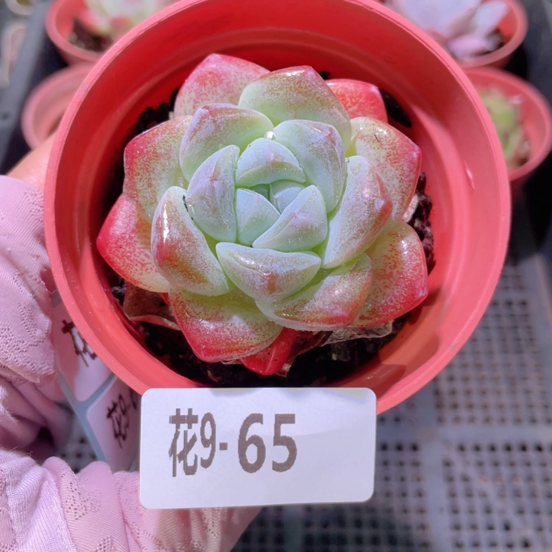 花利美9-65冰玉单头
