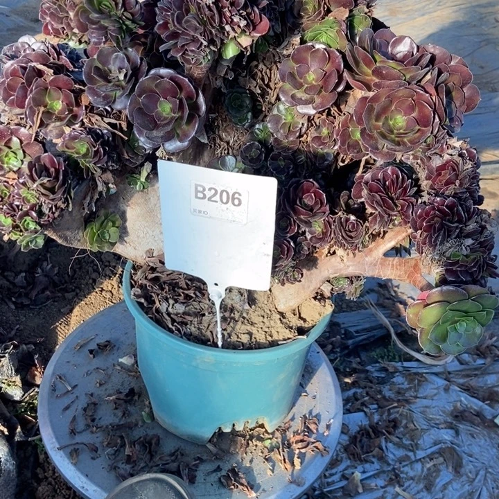 水***山B206欧紫缀化老庄老庄