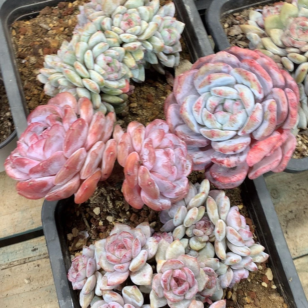 ୧***福7头捧花换成单头石化啦