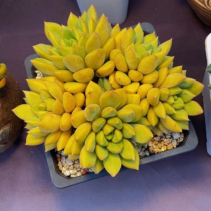 叶****多肉植物象牙发货