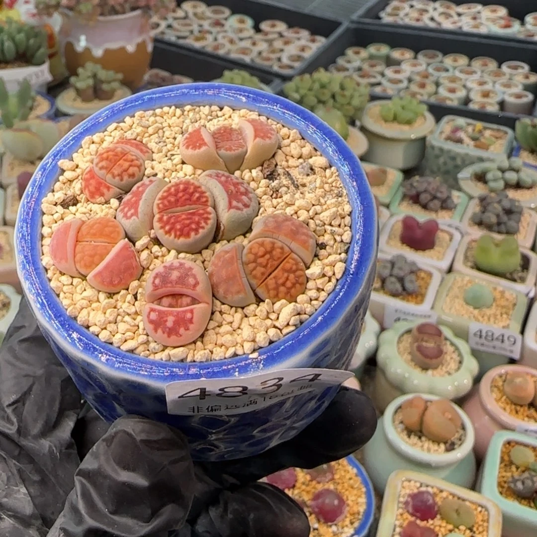 4834--一物一拍 带盆