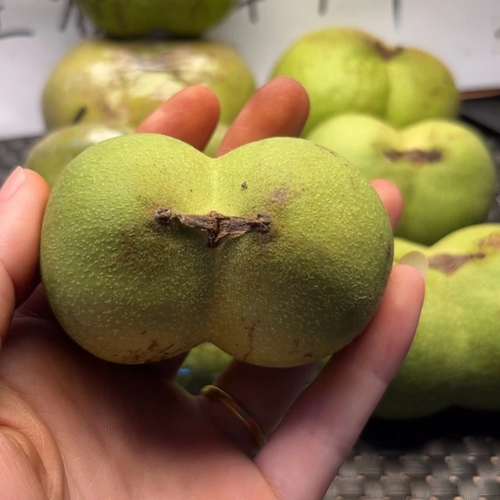 文玩核桃把件69龟甲文