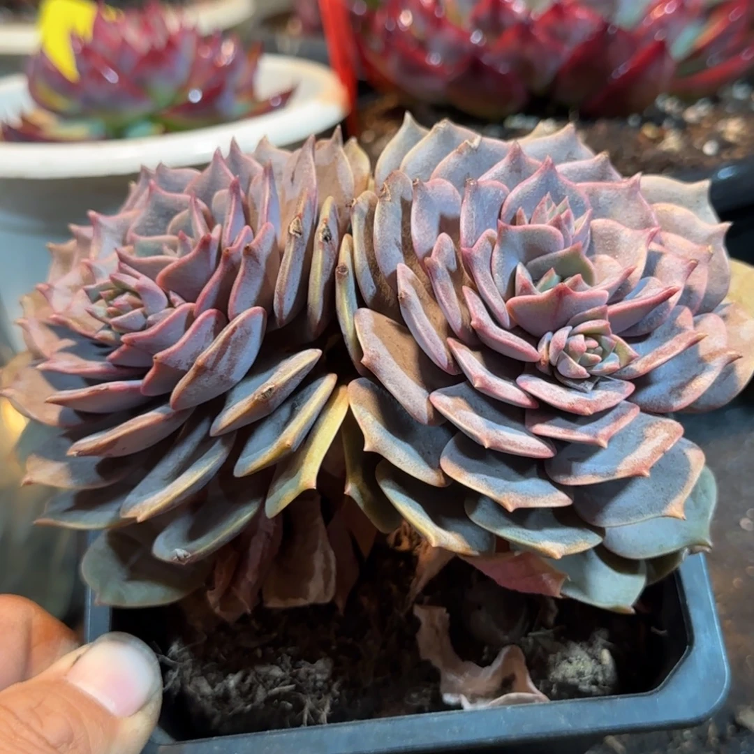 紫蝶一物一拍包装收缩花旱