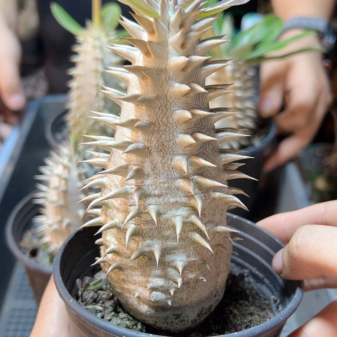 单头双排刺惠比大黑肚子6.5公分