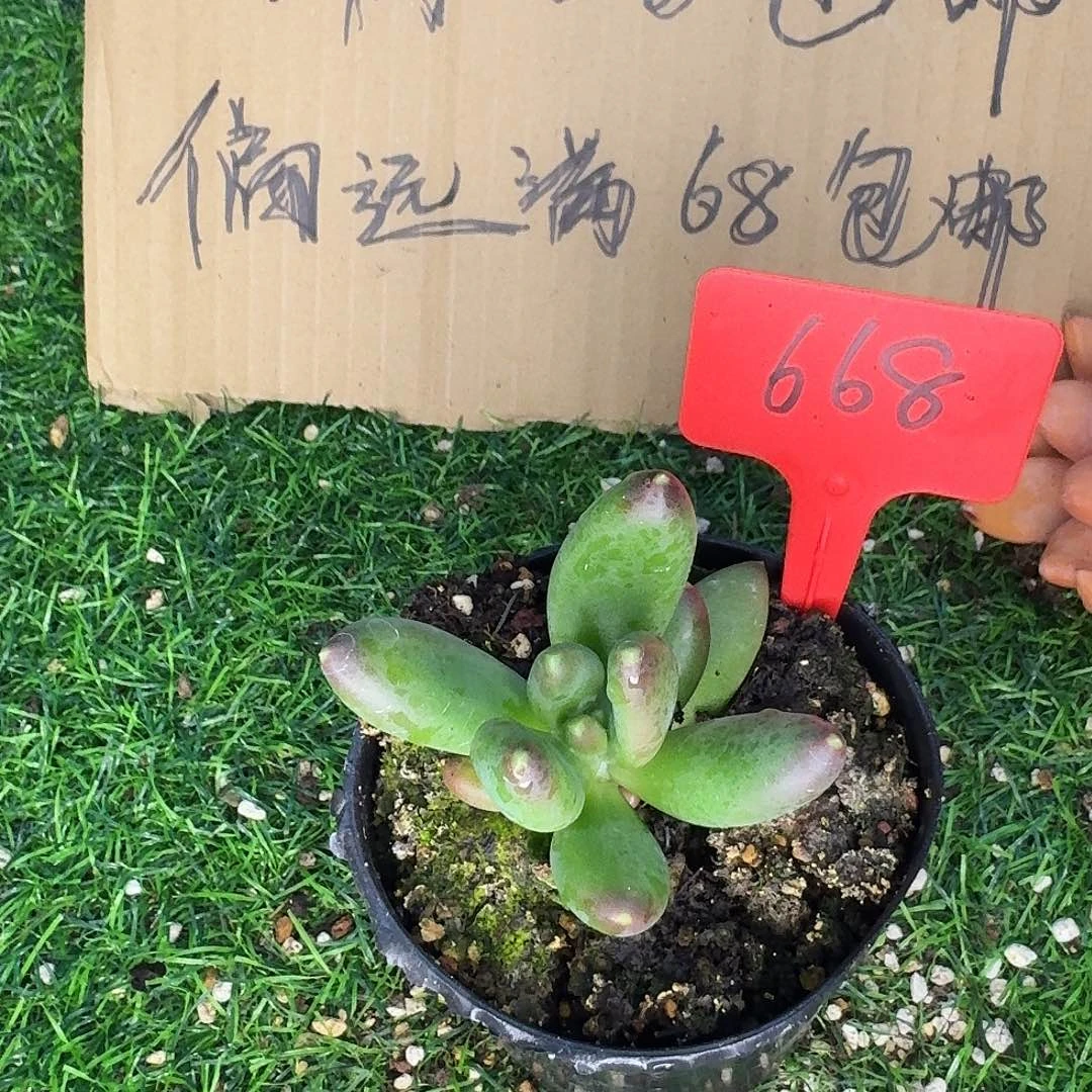 云南多肉小栈蓝眼睛668