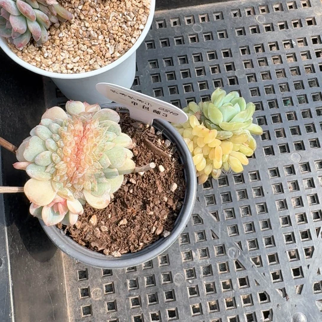 大**子0310-3-打包缀化3颗