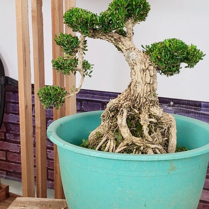 无花朵室内室外黄杨盆景