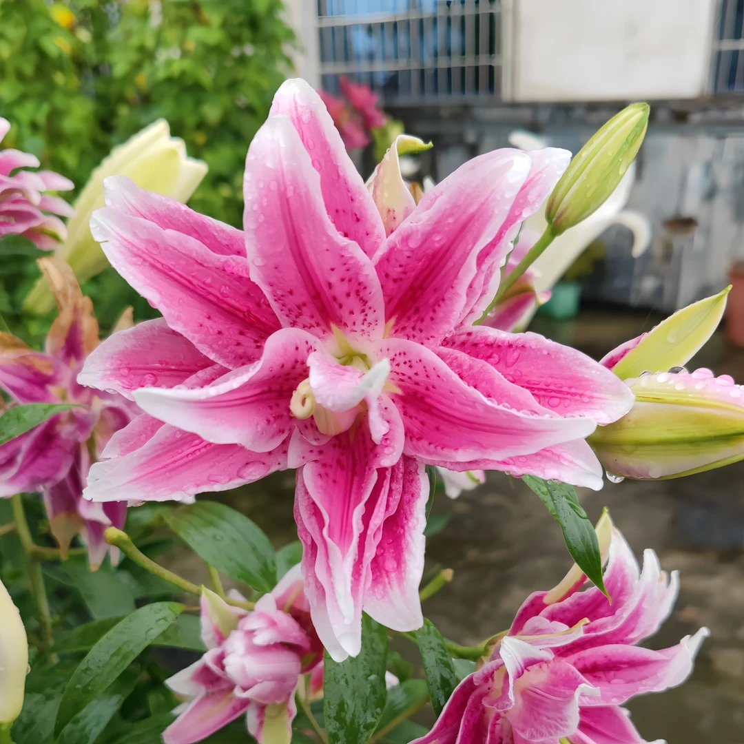 【包对版】香水百合种球大花种粉色重瓣盆栽花卉四季种植大球浓香型