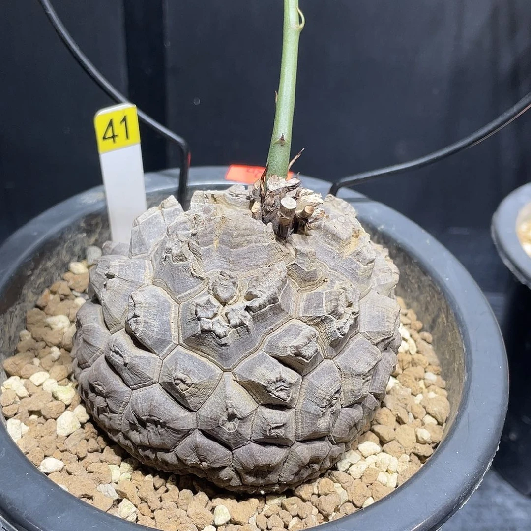 41号龟甲龙不退不换