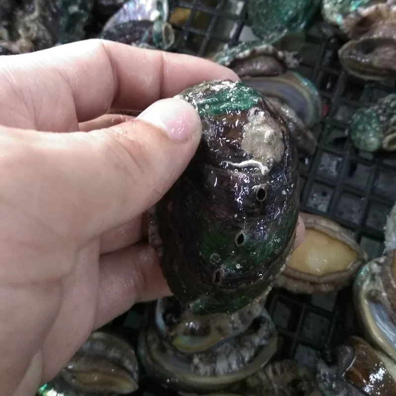 22头鲍鱼鲜活（10只）