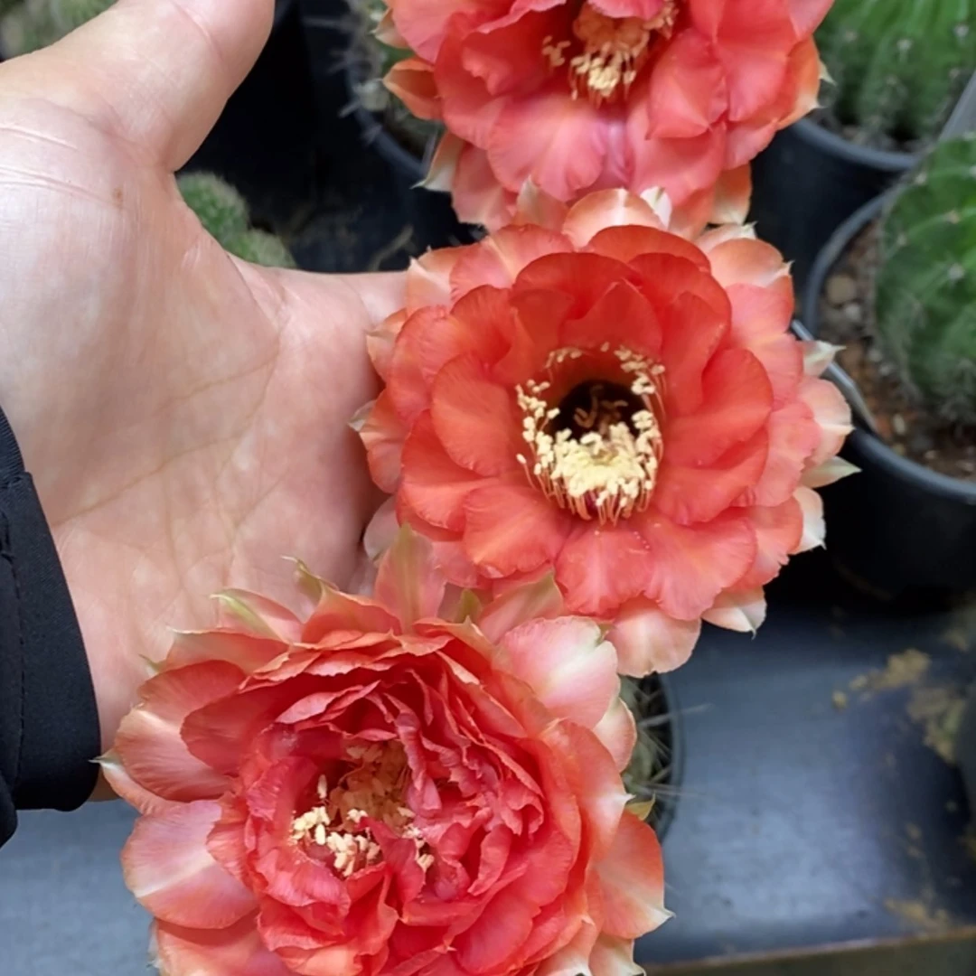【闪购商品】1601彩草自根