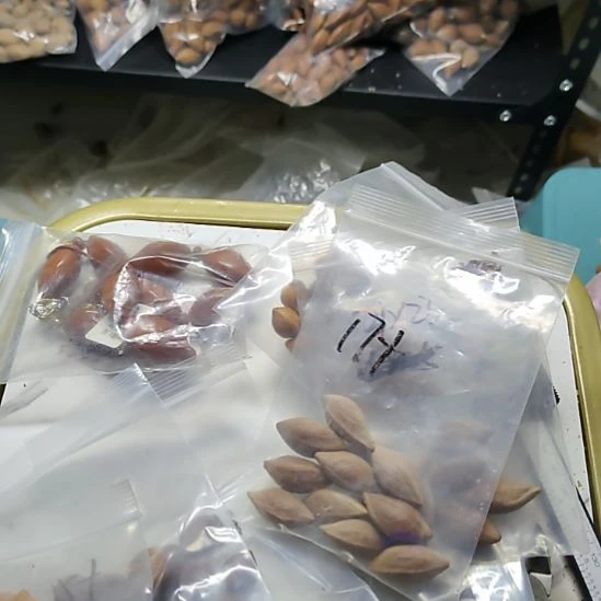 龙***面吊坠橄榄核两花散籽