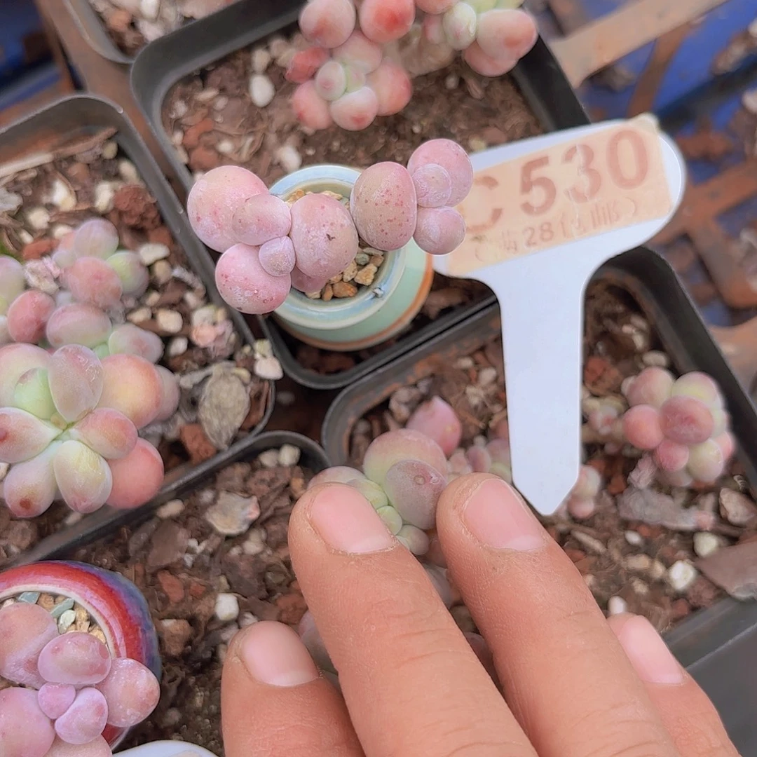 C530水光针一物一拍