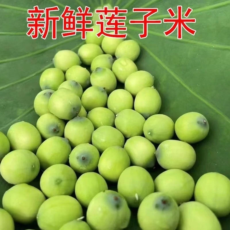 【现剥嫩莲子】新鲜莲子现摘现发甜嫩可口当季应季水果可生吃