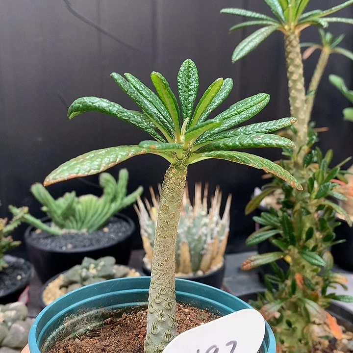 197巨琉珊哈哈哈哈哈