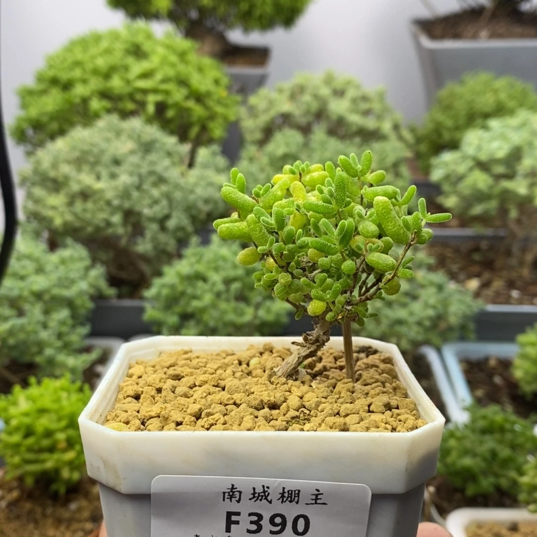 390蜜橘糖球枝干
