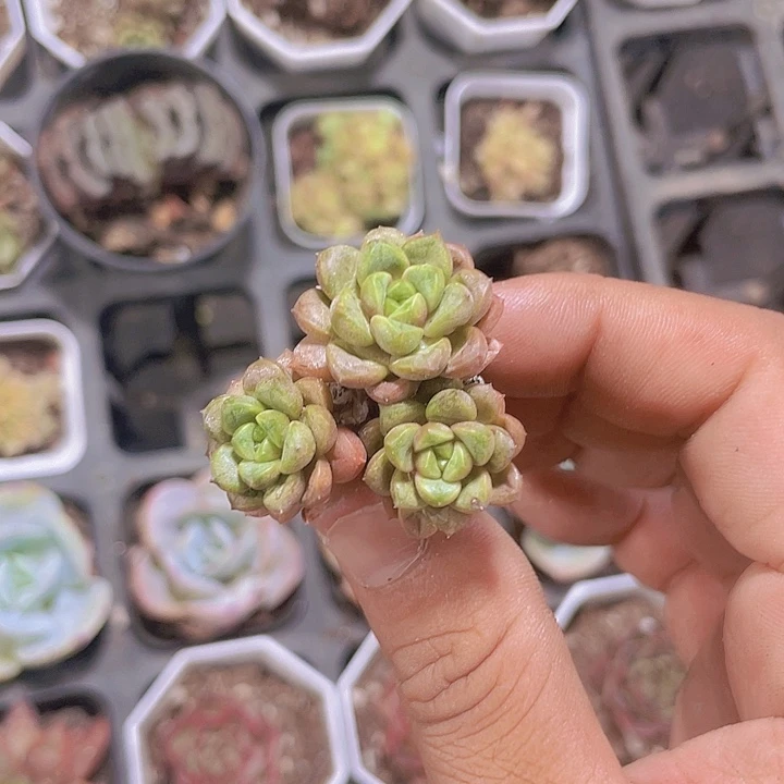 葡萄群生精品多肉