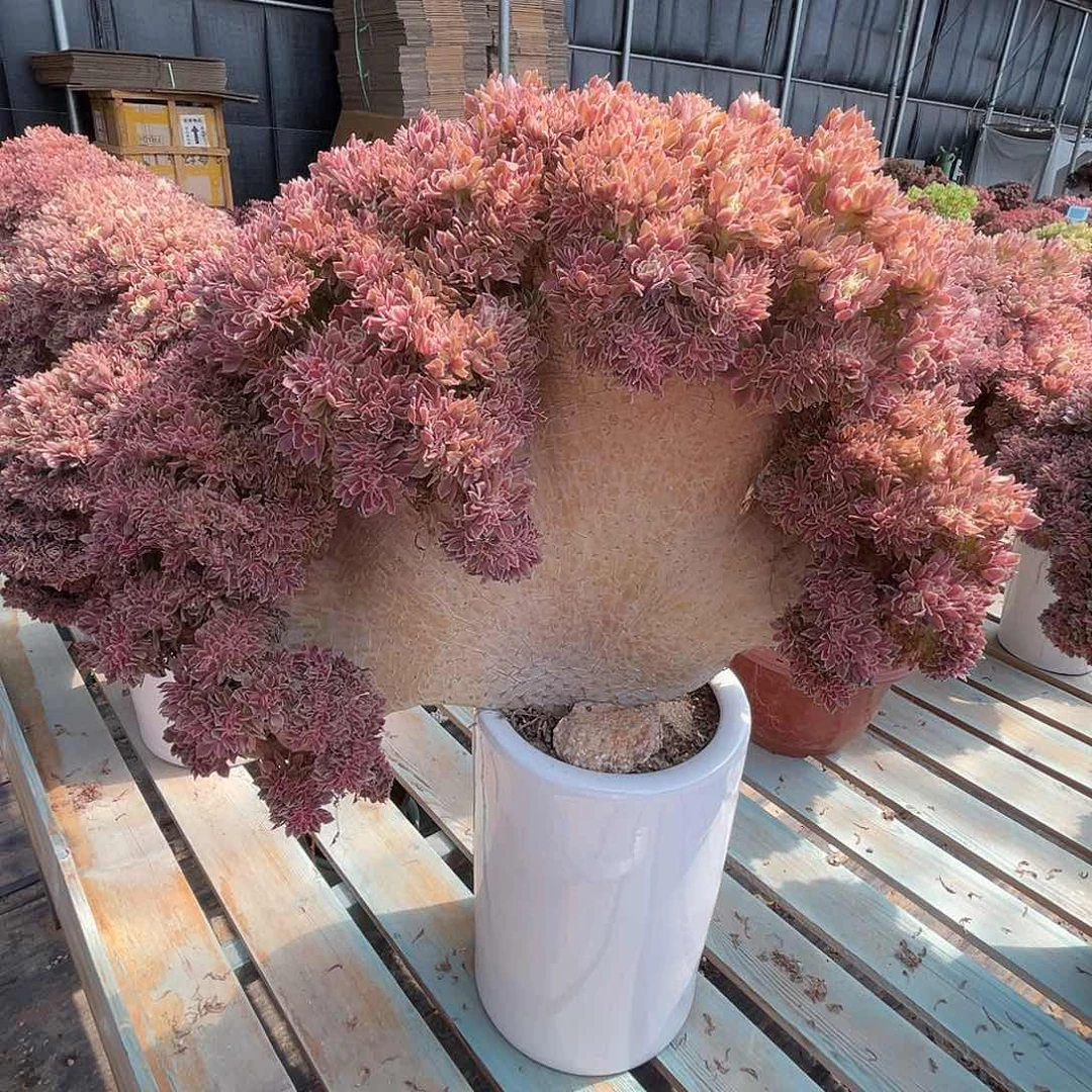 全部花朵女神朵缀