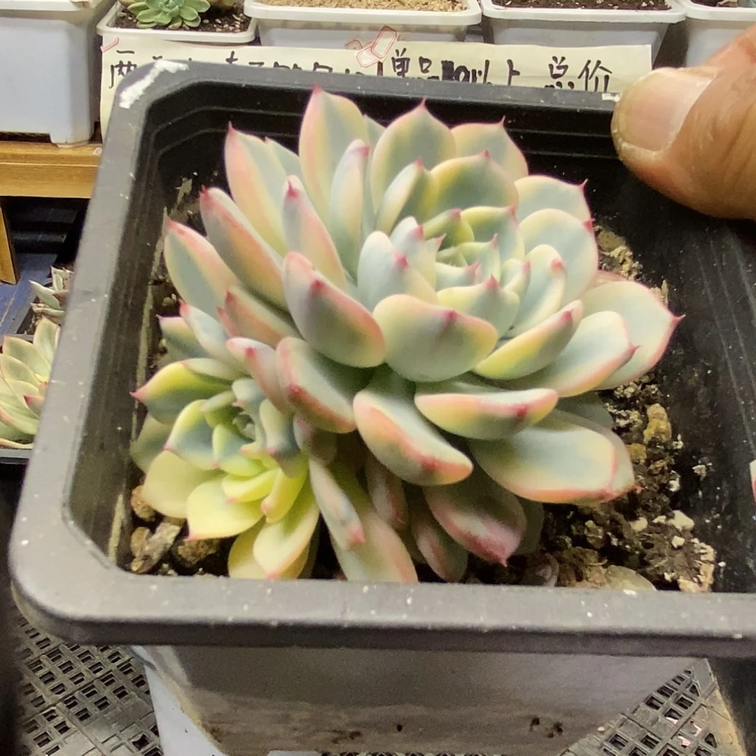 A****-17193 姬莲锦无砍双头