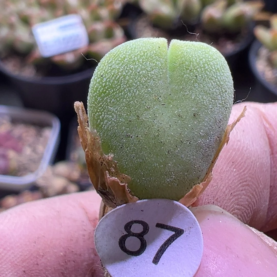 多肉植物111111111111111