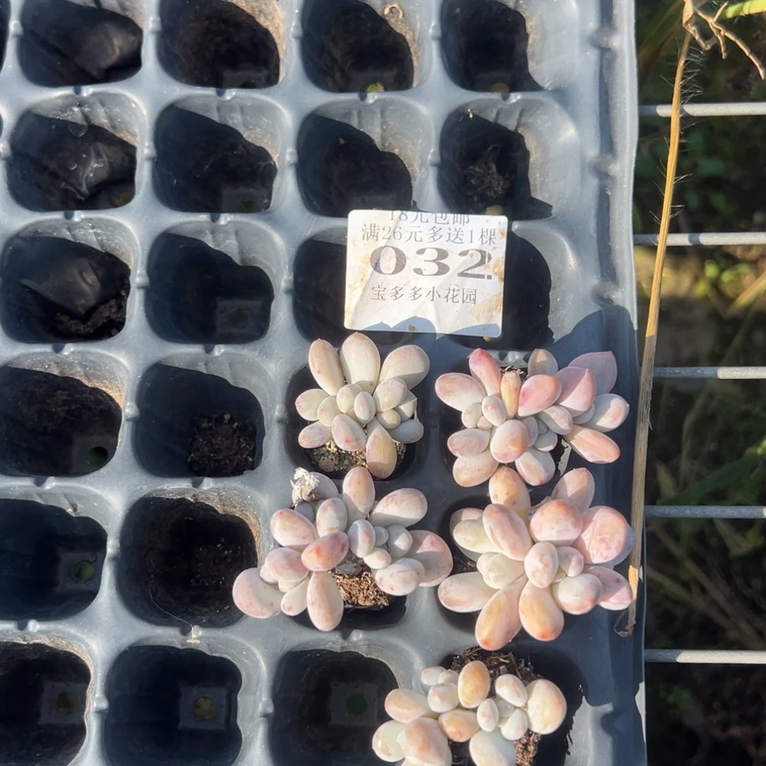 小***曼香水三头032号量拍多肉满18元包邮下午发