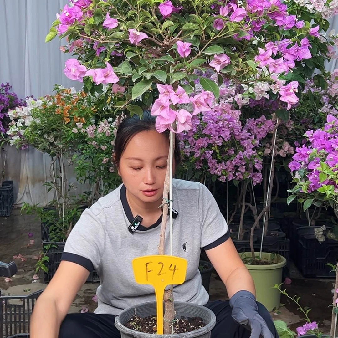 妞***妞大部分花苞少量开放F24雪紫
