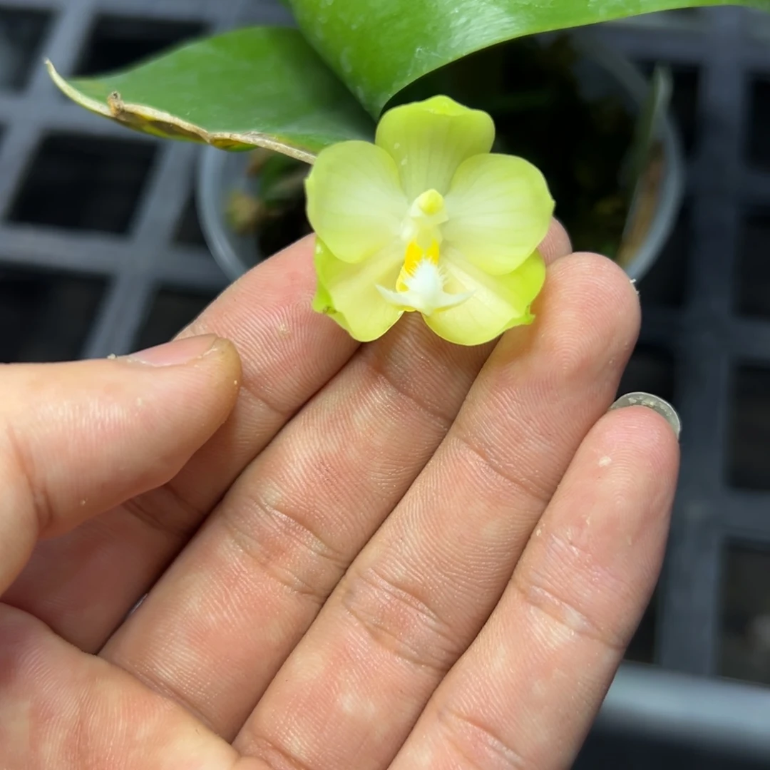 完全开放l288三寸瑕疵ys1145