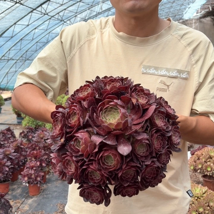 福利黑魔好看好养