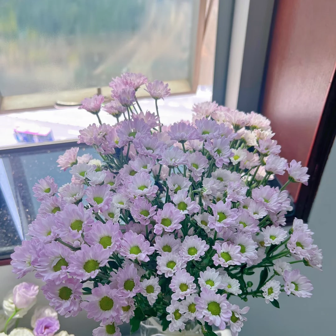 少女粉小雏菊10支一份