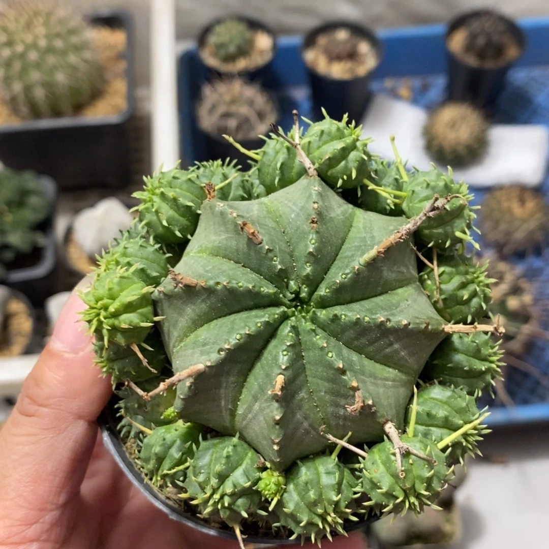 法立法杂仙人球