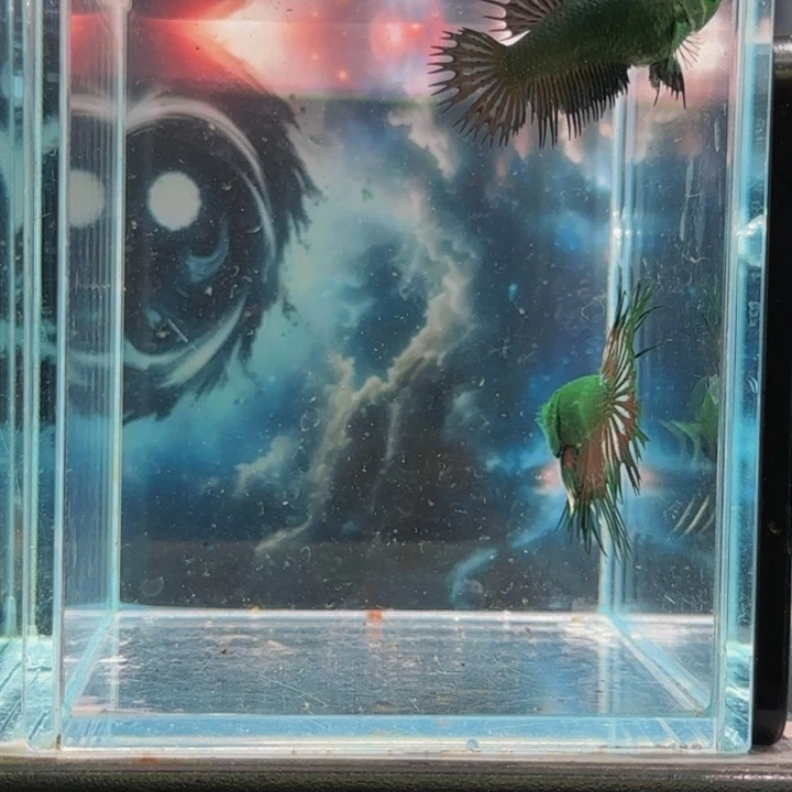 斗鱼那只人太傻连个什么都