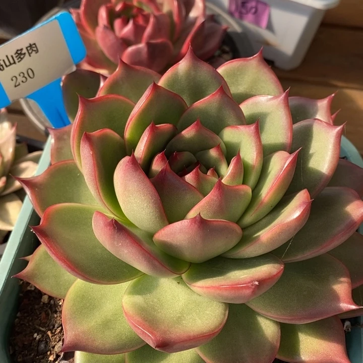 D113- 直播福利 维罗