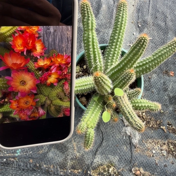 白檀仙人掌703群生147