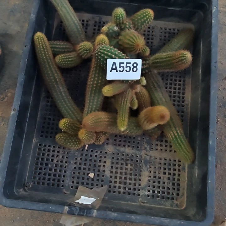 真***爱砍头砍头金妞头558