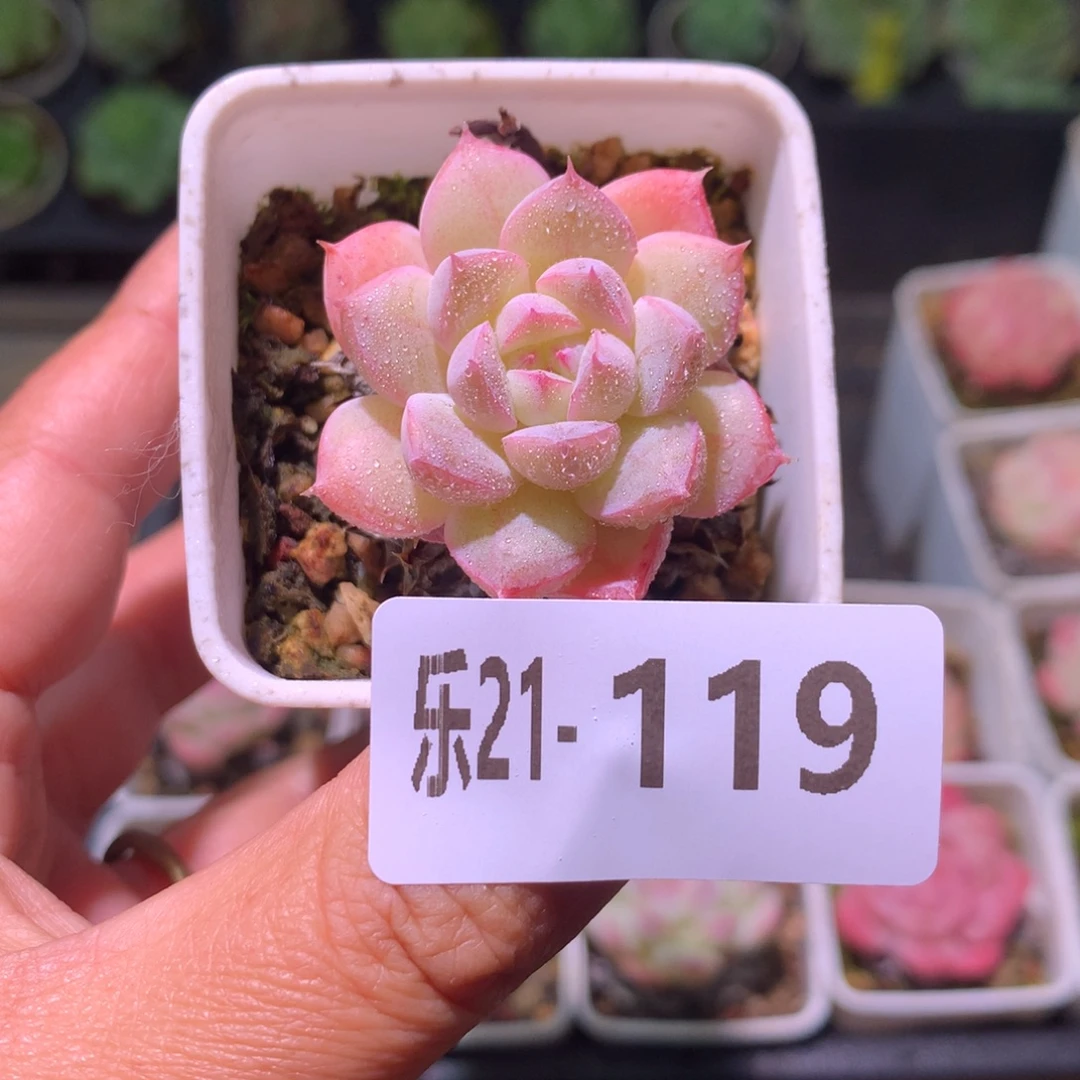 乐然21-119 胭脂雪