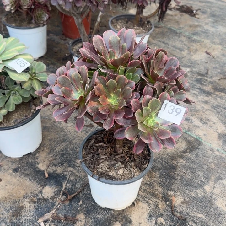 139两单包邮金丝雀。