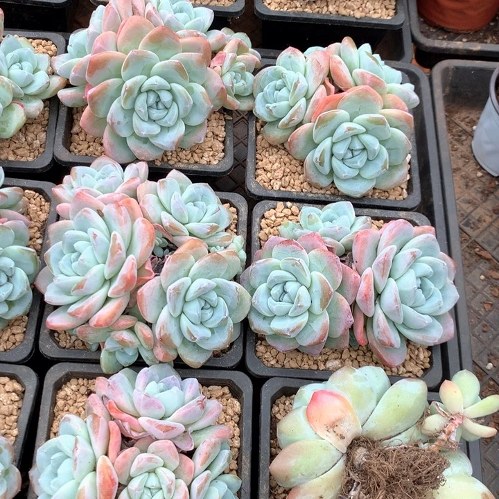 3头起无砍冰玉群两单包邮