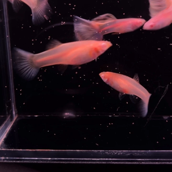 海水鱼金粉世家3对