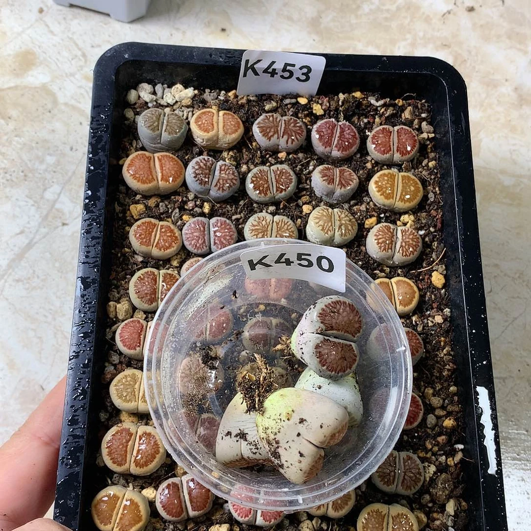 且****8K453多肉植物保护