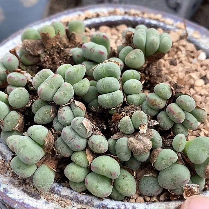 口笛群生一颗