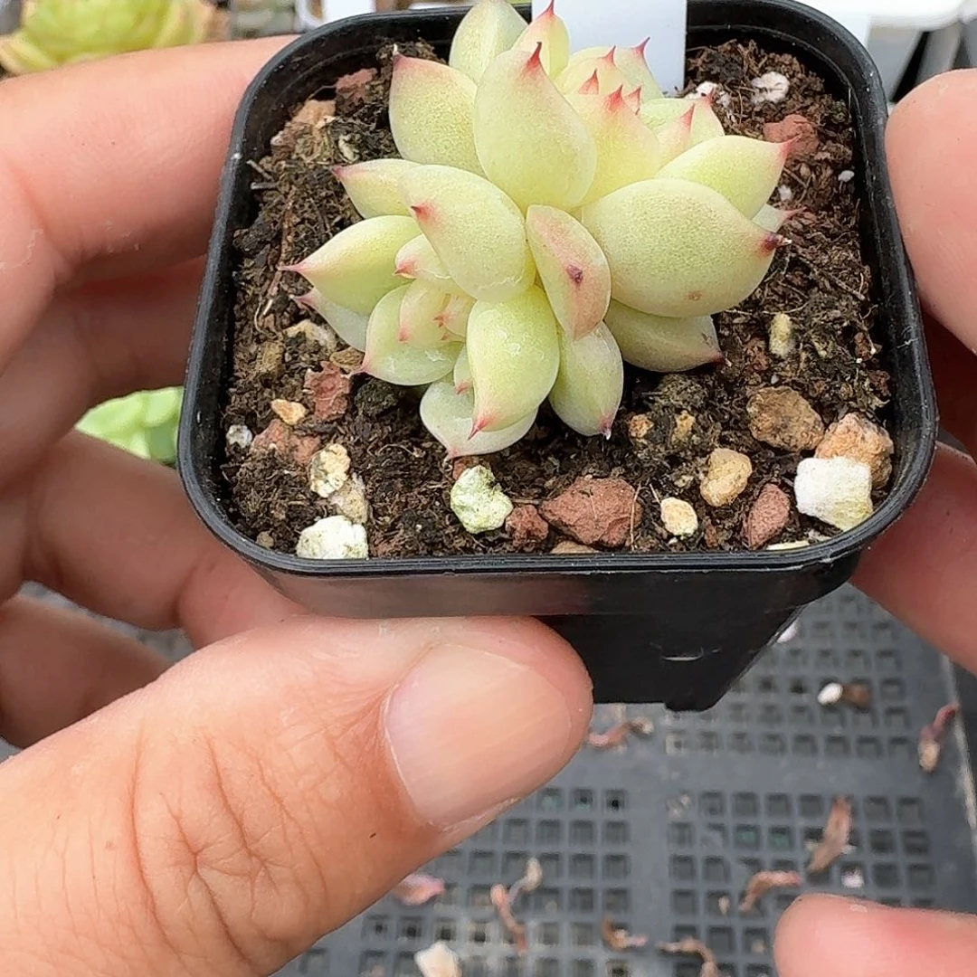 183号双头玉玲珑多肉