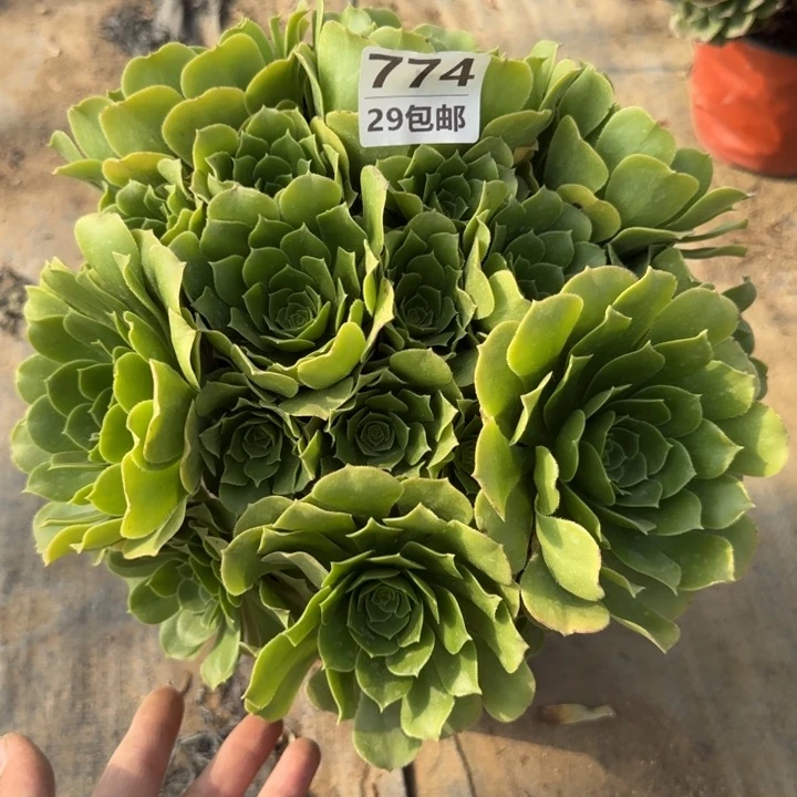 绿羊绒……多肉植物……