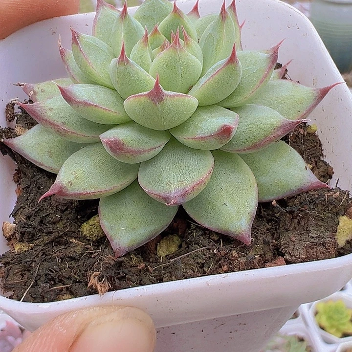 梦瑶多肉植物19包邮