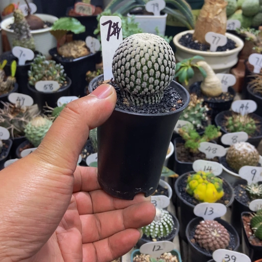 蘑菇款白蝎子一个