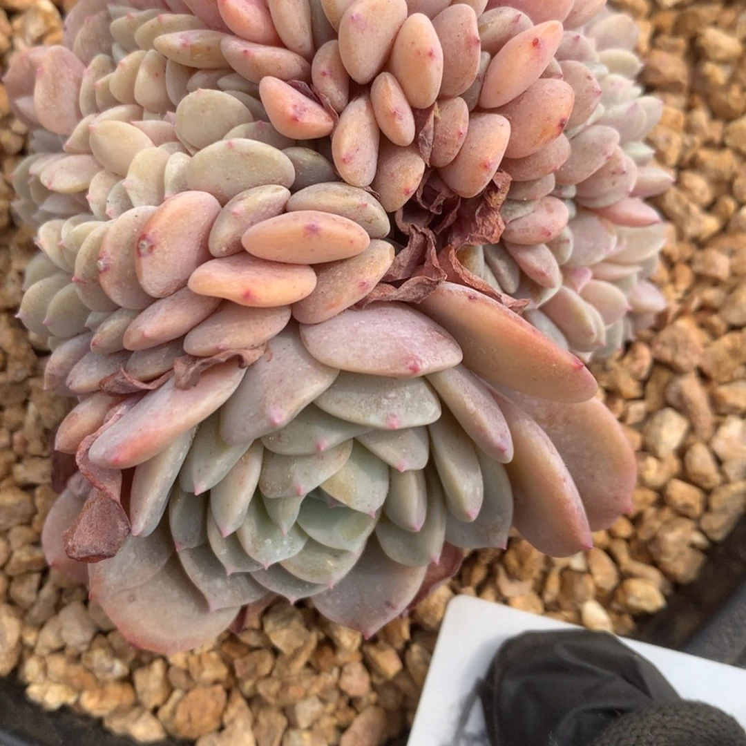 瑞*猪B011售后范围：签收起7天内，录开箱视频