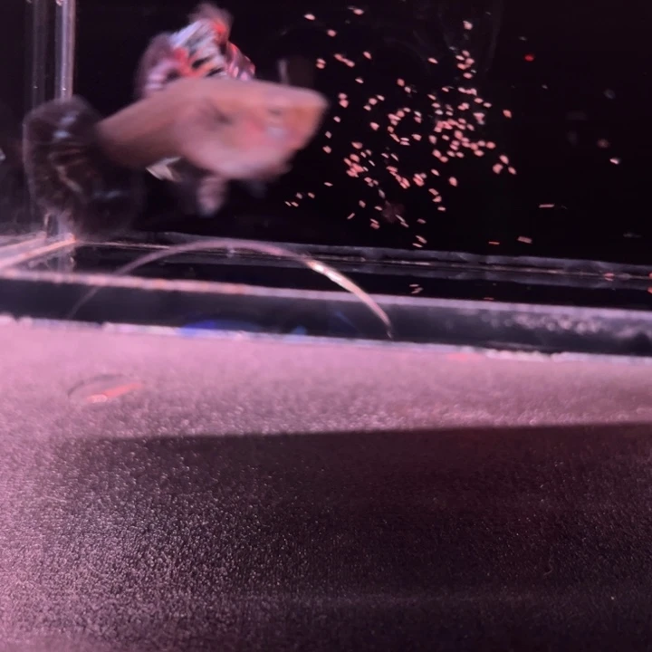 孔雀鱼半月尾彩爆1对