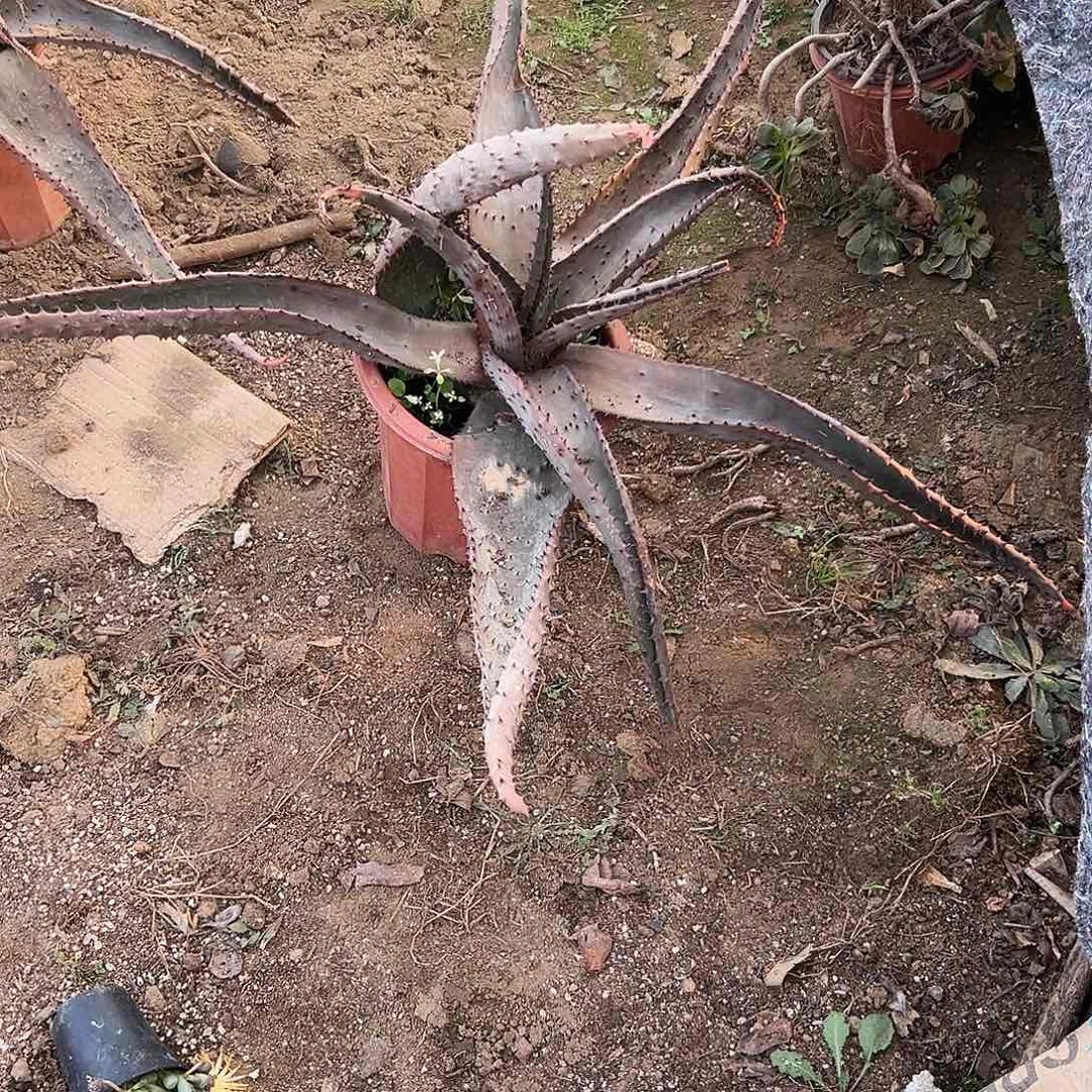 多肉植物鬼切芦荟